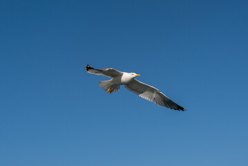 seagull in flight bird flying soaring blue sky isolated movement dynamic white tern