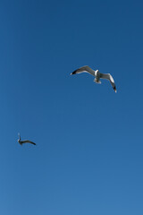 seagulls in flight blue skies sea