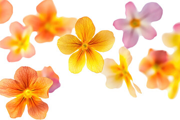 Obraz premium PNG Flowers spring background floating nature.