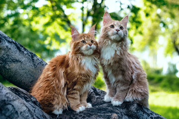 A big red maine coon kittens sitting on a tree in a forest in summer.