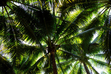 Fototapeta premium Coconut palm tree plantation. Tan Chau. Vietnam.