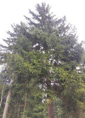 Trebević Mountain, Sarajevo
Trebević is the closest mountain that is reachable via the cable car from the heart of Stari Grad (Old Town), from the neighborhood of Bistrik. 