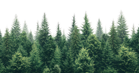 Fototapeta premium PNG Green forest outdoors nature trees.