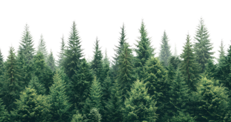 PNG Green forest outdoors nature trees.