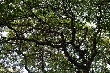 tree in the park
