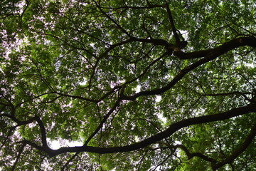 green leaves and sun