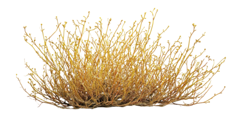PNG Bush background isolated plant.