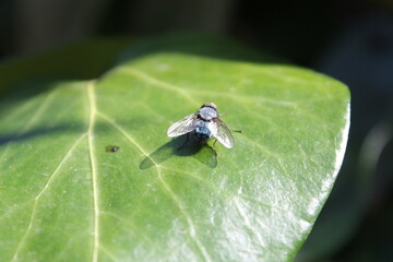 Mosca sobre hoja verde de hierra tomando el sol relajadamente