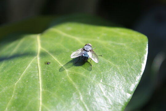 Mosca sobre hoja verde de hierra tomando el sol relajadamente