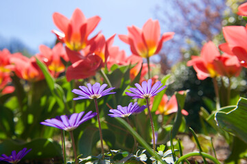 flowers in the garden
