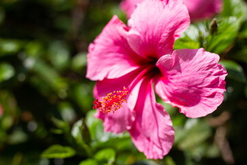 
Red and pink flowers with water and beautiful landscape behind