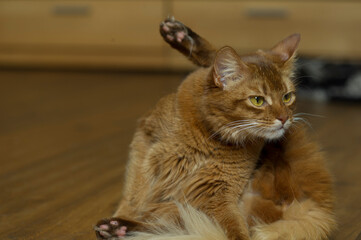 Somali Katze in ihrem Zuhause