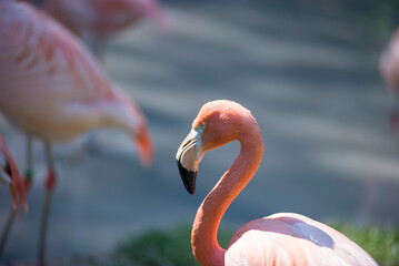 Flamingo - birdwatching in a safari park