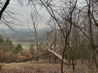 Forest Overlook: A panoramic vista unfolds from a forest trail, where bare branches frame a distant valley and a fallen tree rests on the hillside.