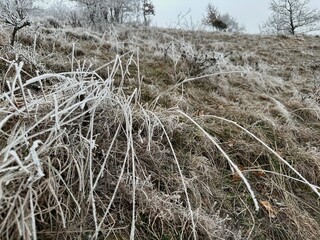 Winter's Embrace: A wintery scene of frosty grass and branches draped in frost, a captivating image...