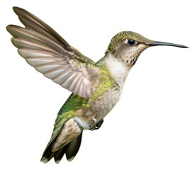 Fototapeta premium PNG Hummingbird hummingbird hovering animal.