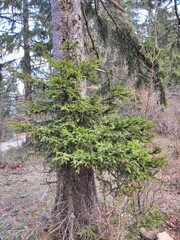Trebević Mountain, Sarajevo
Trebević is the closest mountain that is reachable via the cable car from the heart of Stari Grad (Old Town), from the neighborhood of Bistrik. 