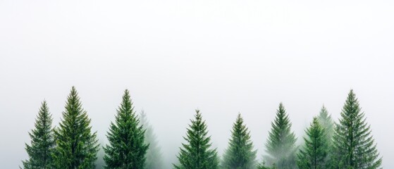Obraz premium Modern Scenic Branding Foggy Forest of Evergreen Trees in Mist - Atmospheric Content for Eco-Tourism Marketing and Sustainable Landscape Design Inspiration