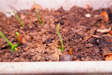 Emerging Jackfruit Sprout: Early Growth Stage