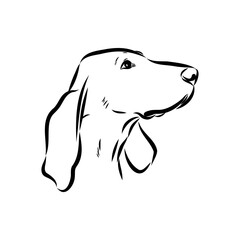 Porcelaine dog isolated on white background. Hand drawn dog breed vector sketch.