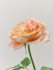 淡いオレンジ色のバラ