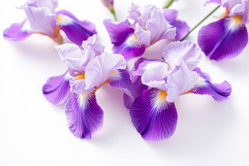 Obraz premium Lilac Iris Flowers Isolated on White Background for Floral and Botanical Design Concepts