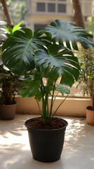 Fototapeta premium Lush Monstera Deliciosa Plant in Black Pot with Sunlight Streaming Through a Window Indoors