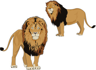 lion vector on white background