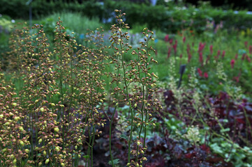 Heuchera micrantha at sunny sping day