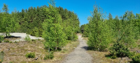 Winding path through the forest of Nida at late spring