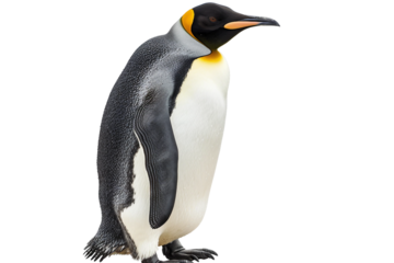 Charming Penguin Posing Against a Frozen Landscape Isolated on Transparent Background