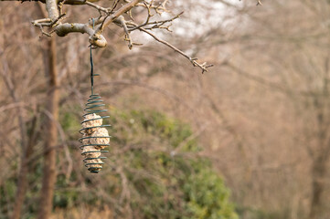 Bird feeder hanging from tree branch in winter