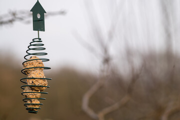Bird feeder hanging from a tree branch with fat balls in winter
