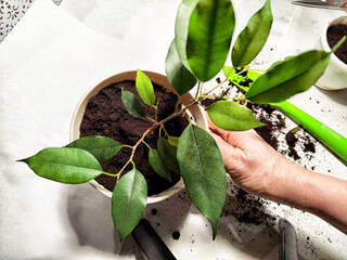 Transplanting home-grown flowers into new pots for optimal growth in a well-lit indoor space