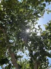 Copa de los a´rboles con la luz del sol que se filtra entre las hojas.