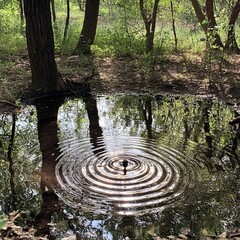 Ripples in a forest pool reflecting trees.