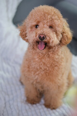 Cute brown poodle is sitting on couch. Pet concept. vertical.