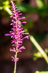 Odontonema tubaeforme pertenece a la familia de Acanthaceae.