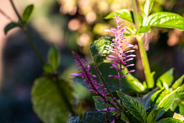 Odontonema tubaeforme pertenece a la familia de Acanthaceae.