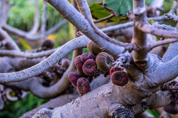 Ficus auriculata pertenece a la familia de Moraceae.