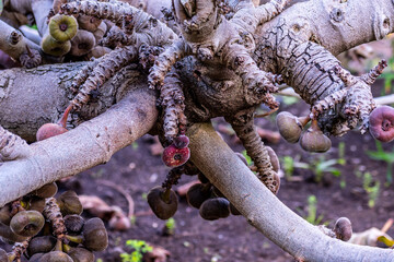 Ficus auriculata pertenece a la familia de Moraceae.