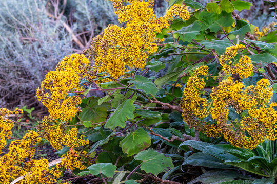 Roldana petasitis pertenece a la familia de Asteraceae.