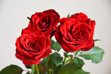 赤い薔薇