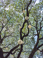 green tree branches