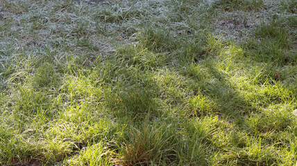 Green grass covered with frost in the early morning sun. Natural background
