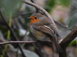 robin red breast