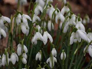 spring flowers snowdrops