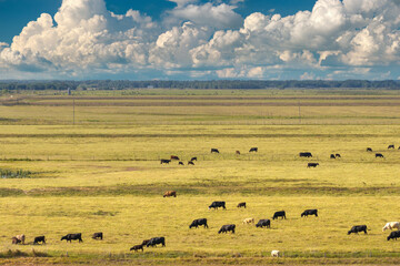 Free range milk cows grazing on farm pasture. Feeding of cattle on farmland grassland