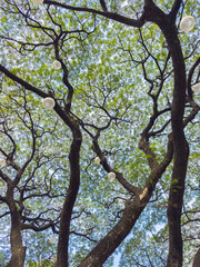 green tree branches