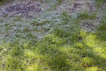 Green grass covered with frost in the early morning sun. Natural background